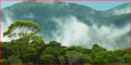 Germany pledges €1 billion to Brazil’s rainforest fund