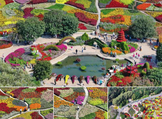 Aerial photos  show a tapestry of vibrant hues intertwined in mesmerizing patterns across vast garden beds.