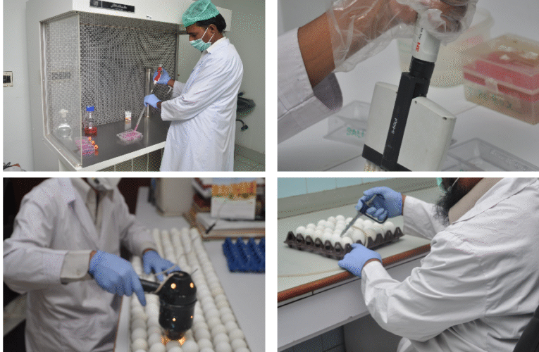 Sindh Institute of Animal Health: A Beacon of Excellence in Vaccine Production