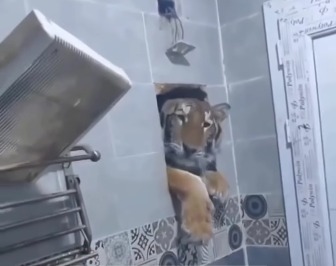 A man was taking a shower in india when a tiger tried to come inside!!