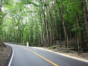 Changa Manga Forest: Asia’s Historic Man-Made Forest Named After Two Brothers
