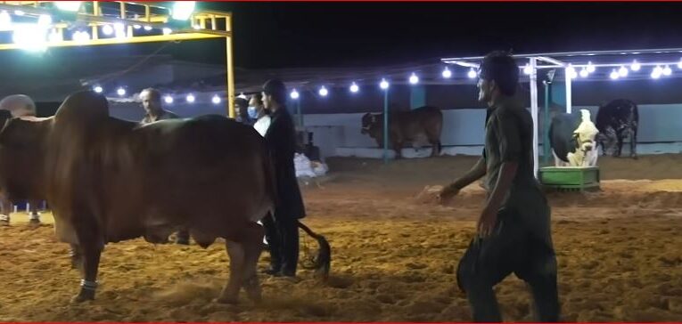 *Preparations for Bakra Eid 2026 Start: Bakra Mandi Ready Across the Nation*